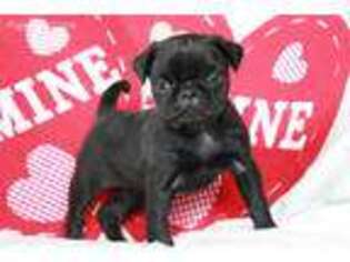 Pug Puppy for sale in Williamsburg, IN, USA