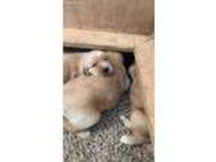 Golden Retriever Puppy for sale in Cherokee, KS, USA