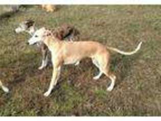 Whippet Puppy for sale in Spickard, MO, USA