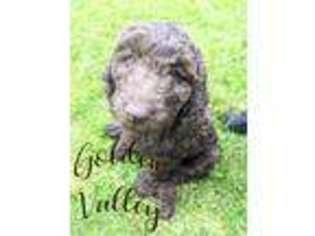 Goldendoodle Puppy for sale in Lake Stevens, WA, USA