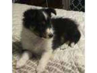 Shetland Sheepdog Puppy for sale in Fort Smith, AR, USA