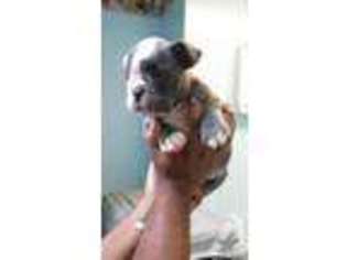 Olde English Bulldogge Puppy for sale in RICHMOND, VA, USA