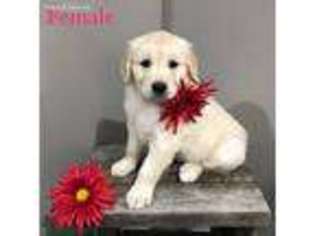 Golden Retriever Puppy for sale in Greenville, MI, USA