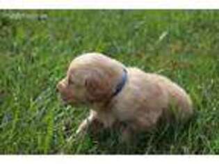 Golden Retriever Puppy for sale in Hardy, VA, USA