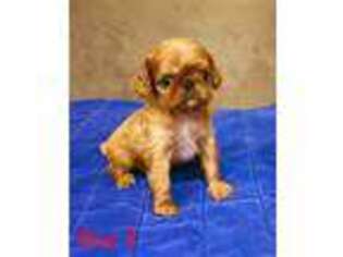 English Toy Spaniel Puppy for sale in Clinton, TN, USA