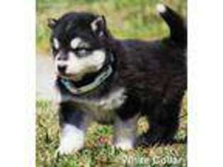 Alaskan Malamute Puppy for sale in Kenbridge, VA, USA