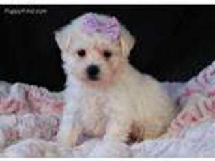 Bichon Frise Puppy for sale in Berlin, OH, USA