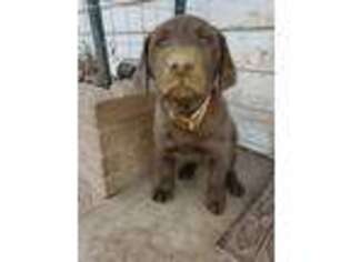 Labrador Retriever Puppy for sale in De Beque, CO, USA