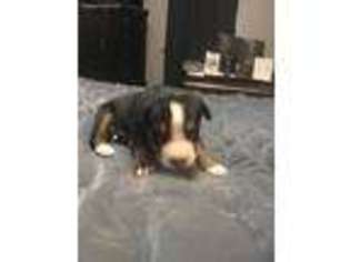 Greater Swiss Mountain Dog Puppy for sale in Salem, WV, USA