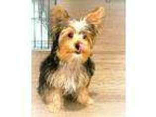 Yorkshire Terrier Puppy for sale in Atlantic City, NJ, USA