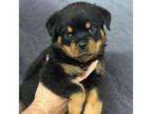 Rottweiler Puppy for sale in Liberty, MS, USA
