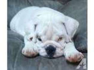 Bulldog Puppy for sale in YORKTOWN HEIGHTS, NY, USA