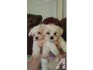 Maltese Puppy for sale in CANYON LAKE, TX, USA