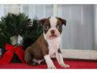 Boston Terrier Puppy for sale in Berlin, OH, USA