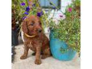 Goldendoodle Puppy for sale in Fort Gibson, OK, USA