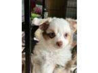 Miniature Australian Shepherd Puppy for sale in Carrollton, OH, USA