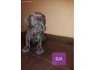 Cane Corso Puppy for sale in Kansas City, KS, USA