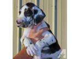 Great Dane Puppy for sale in WARTRACE, TN, USA