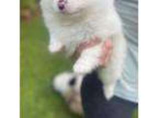 Pomeranian Puppy for sale in Rockford, AL, USA