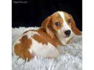 Beagle Puppy for sale in Chattanooga, TN, USA