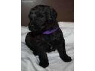 Labradoodle Puppy for sale in Plymouth, NE, USA