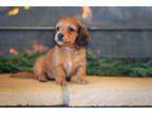 Dachshund Puppy for sale in Millersburg, OH, USA