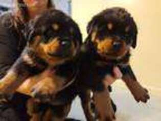 Rottweiler Puppy for sale in Walnut, IL, USA