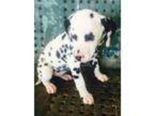 Dalmatian Puppy for sale in Taylorsville, NC, USA