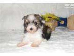 Chinese Crested Puppy for sale in Tulsa, OK, USA