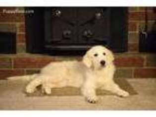 Great Pyrenees Puppy for sale in Salem, OR, USA