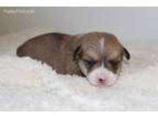 Pembroke Welsh Corgi Puppy for sale in Las Vegas, NV, USA