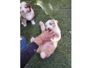 Miniature Australian Shepherd Puppy for sale in Henderson, NV, USA