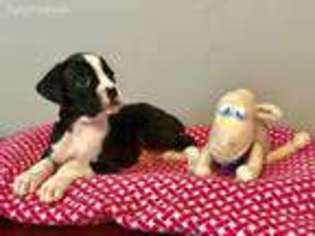 Boxer Puppy for sale in Richmond, VA, USA