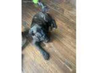 Cane Corso Puppy for sale in Springfield, WV, USA