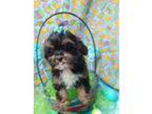 Shih-Poo Puppy for sale in Bolingbrook, IL, USA