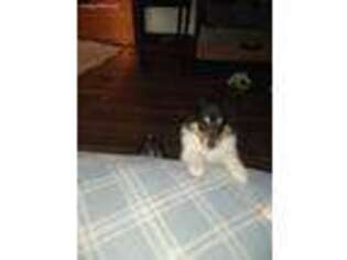 Collie Puppy for sale in Bowling Green, OH, USA
