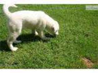 Alaskan Malamute Puppy for sale in Springfield, MO, USA