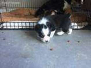 Pembroke Welsh Corgi Puppy for sale in Wamego, KS, USA