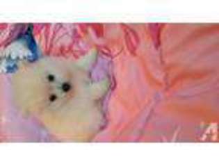 Pomeranian Puppy for sale in HOLLIDAYSBURG, PA, USA