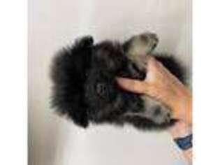 Pomeranian Puppy for sale in Bell, FL, USA