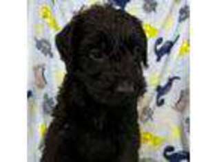 Mutt Puppy for sale in Huntington, IN, USA