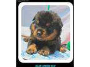 Rottweiler Puppy for sale in North Highlands, CA, USA