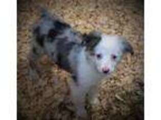 Australian Shepherd Puppy for sale in Chapin, SC, USA