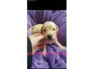 Goldendoodle Puppy for sale in Wichita Falls, TX, USA