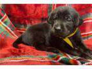 Labrador Retriever Puppy for sale in Allentown, PA, USA
