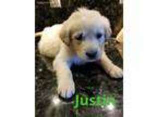 Golden Retriever Puppy for sale in North Brunswick, NJ, USA