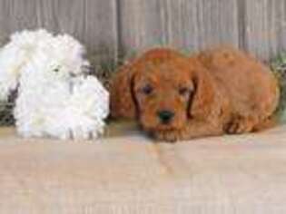 Cavapoo Puppy for sale in Salmon, ID, USA