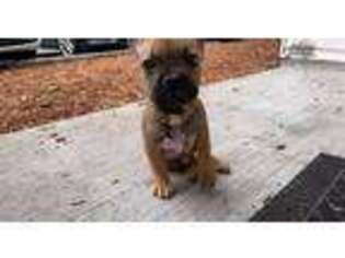 French Bulldog Puppy for sale in Bremerton, WA, USA