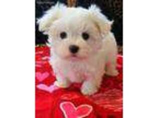 Maltese Puppy for sale in Centerburg, OH, USA