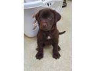 Labrador Retriever Puppy for sale in Biloxi, MS, USA